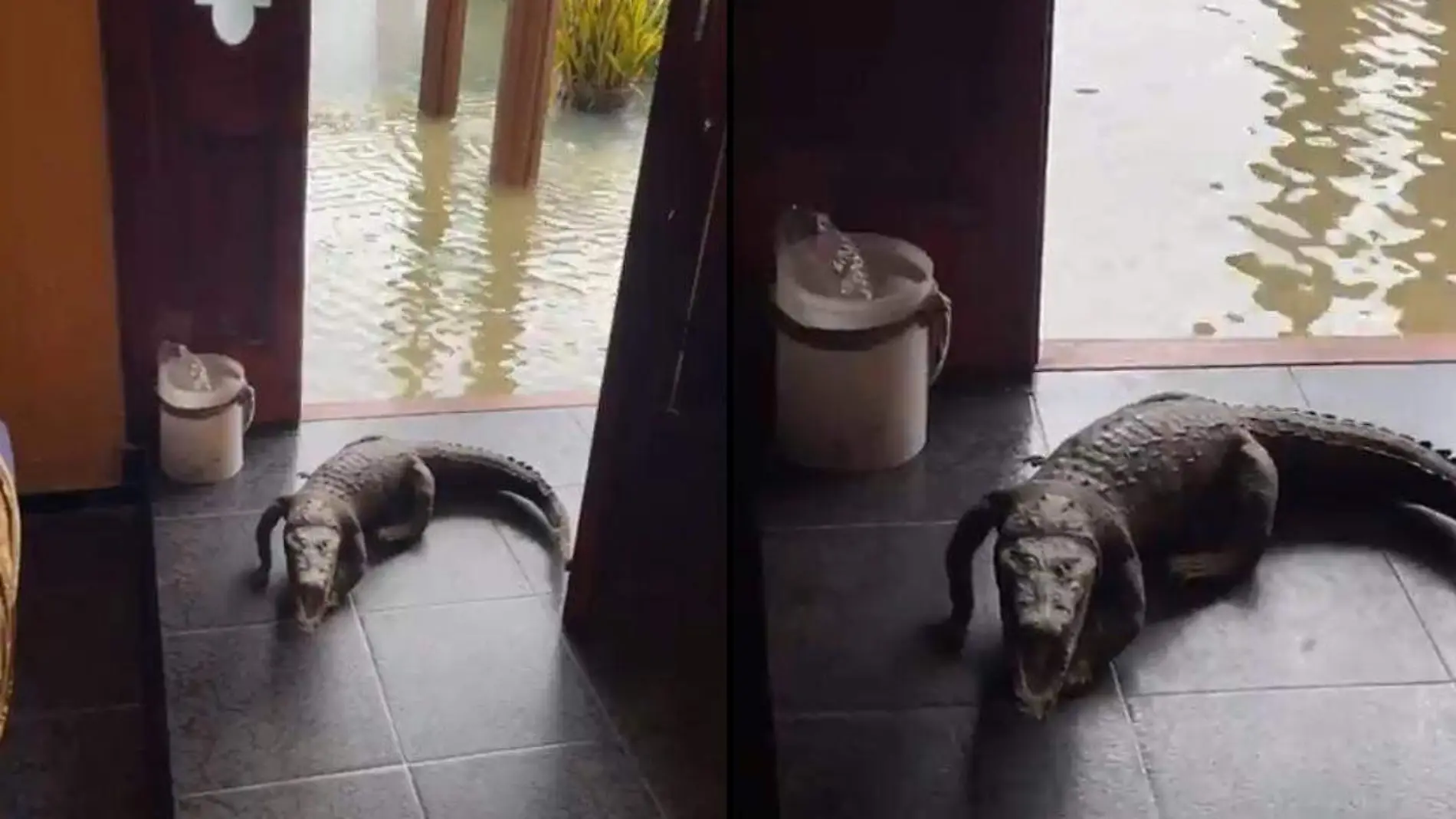 Cocodrilo dentro de casa en Tabasco